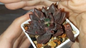 Обзор моей коллекции суккулентов часть 4, и излишки