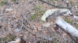 осторожно! Бледная поганка. как не перепутать.