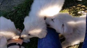 VLOG: Щенки Белой Швейцарской овчарки / Swiss Shepherd puppies