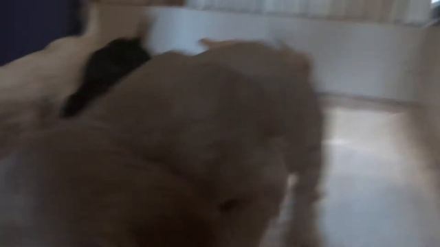 Щенки английского кокер-спаниеля. смотреть онлайн