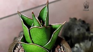 Sansevieria hybrid Tower mini