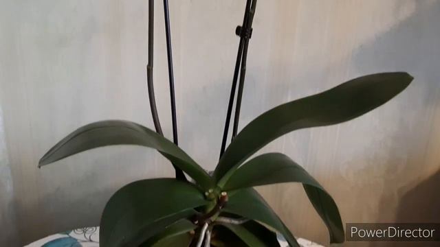 Цветущие ОРХИДЕИ Часть 3. (7 января 2022г.)