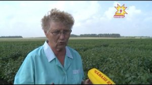 В Чувашии появилось опасное растение — борщевик.