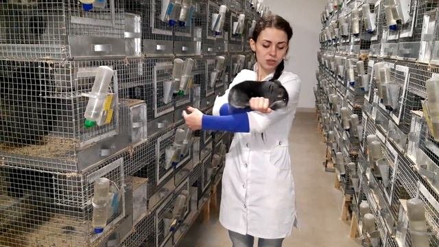 Ферма шиншилл.Какая должна быть шиншилла датский стандарт | Ферма шиншилл  Chinchilla.Fur.Ukraine