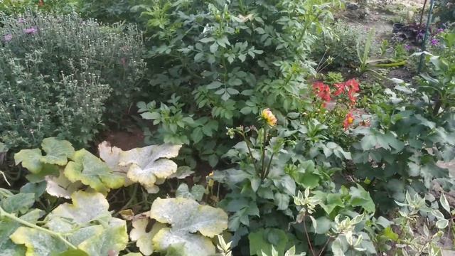 эх дача, даченька. смотреть онлайн