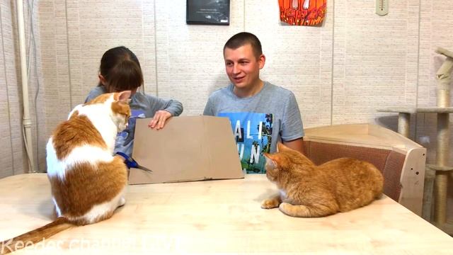 Лайфхак как спасти цветы от котов. Это очень просто и полезно! смотреть онлайн