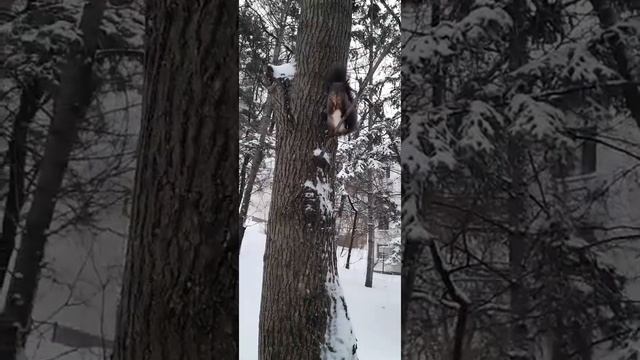 Голодная рыжая белочка Малая смотреть онлайн