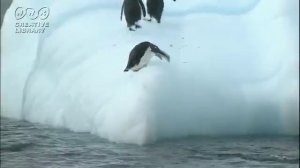 Айсберг и пингвины