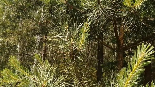 Сироп из шишек сосны смотреть онлайн