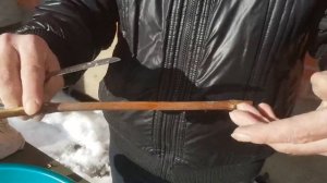 Виноград. Размножение в Подмосковье - Учимся вместе.