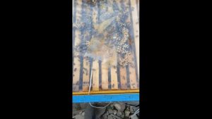 Подогрев пчел - раннее развитие. Преимущества и недостатки.