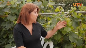 Можно ли оставлять виноград без укрытия на зиму?