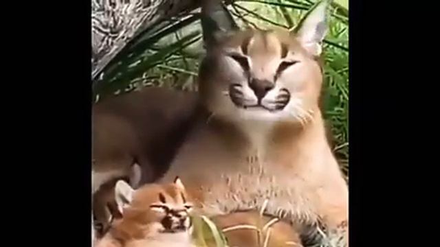 Большой шлёпа и маленький шлёпа ПЕЛЬМЕНИ смотреть онлайн