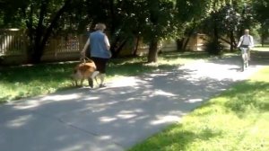 ОКД послушание на улице бельгийская овчарка