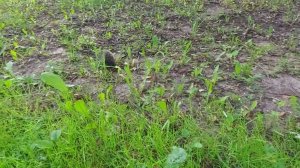 Ёжик бродит в городе.