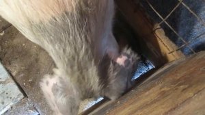 Кормушка для поросят,свиней своими руками.Семья в деревне,Деревенский канал,Деревенский парень.