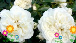 Роза кустовая Супер Свэни. Краткий обзор, описание характеристик, где купить саженцы Super Swany