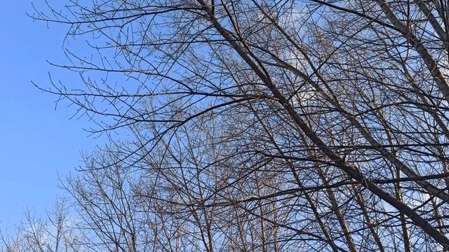 4 февраля народный праздник Тимофеев день. Народные приметы и традиции. смотреть онлайн