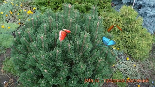 Сосна горная (pinus mugo) ? горная сосна обзор: как сажать, саженцы сосны