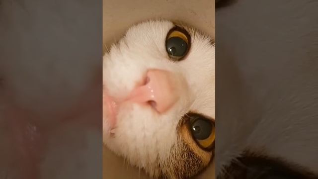 Котики ?