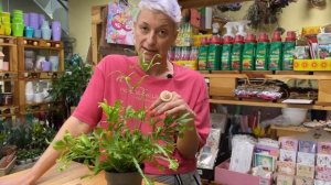 Птерис Критский Мэи - комнатный папоротник | Обзор пестролистного сорта. Неприхотливое растение