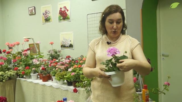 Пеларгонии: выбор сорта, уход и размножение
