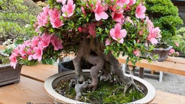 Почему азалия сбрасывает листья и что делать в домашних условиях смотреть онлайн