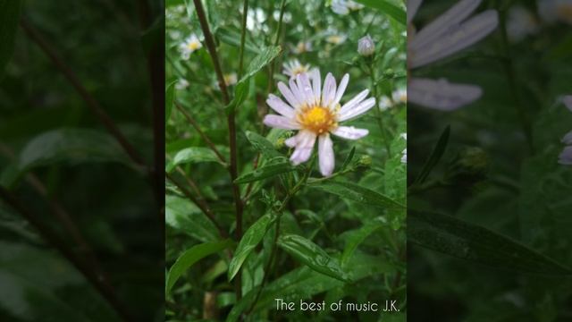 Фридрих Шопен. Вальс дождя. смотреть онлайн