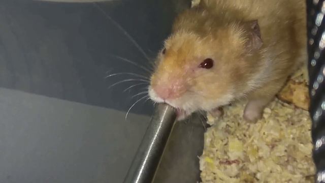 ПЬЕТ ЛИ ХОМЯК ВОДУ? смотреть онлайн