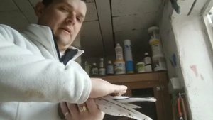 Как определить пол у взрослых голубей #Pigeon #Голуби