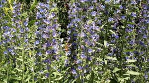 🌿Медонос СИНЯК и ПЧЁЛЫ🐝