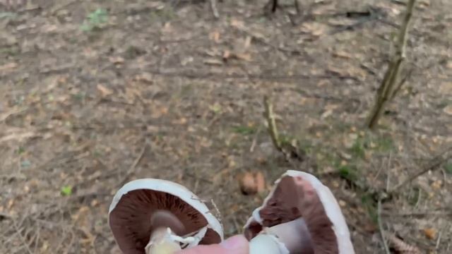 Грибник собрал КОРЗИНУ грибов за час ! Шампиньоны полянами пошли ! Грибы 2022 !