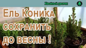 Как сохранить подарок из супермаркета Ель канадская Коника.