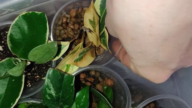 Укоренение в керамзите.Неудачный опыт Фикус Нитрида Ретуза Гавайская смотреть онлайн