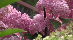 Футаж  Гортензии 04