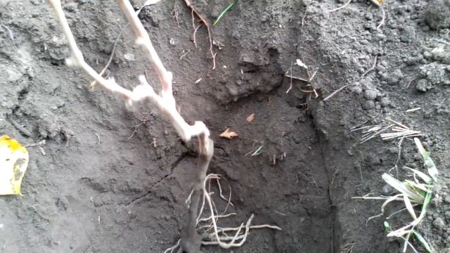 Как посадить виноград осенью смотреть онлайн