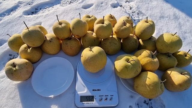 Груша Олимпик /Pears Olimpic смотреть онлайн