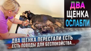 Щенки вызывают беспокойство. Двое не едят! ? 2-3 день жизни щенков Американского Булли.