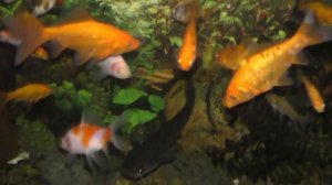 Речной сом в аквариуме