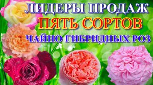 Лидеры продаж. Пять сортов чайно гибридных роз.