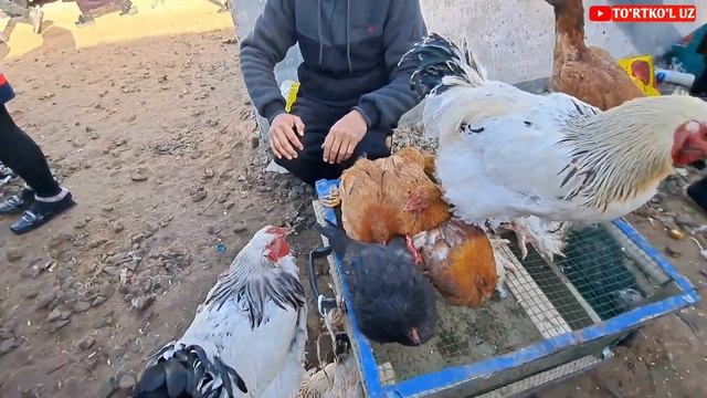 20-noyabr, 2022 ТУРТКУЛЬ ТОВУК БОЗОРИ смотреть онлайн