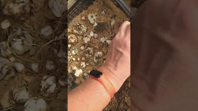 Готовим ЛИЛИИ к зимовке.  Хранение лилий. смотреть онлайн