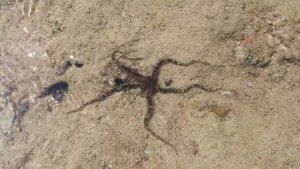 морская звезда ходит