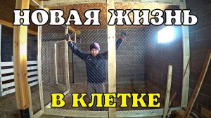 КУПИЛИ ДОМ В ДЕРЕВНЕ. СДЕЛАЛ КЛЕТКУ ИЗ ПОДРУЧНЫХ СРЕДСТВ. У ПТИЦЫ НАЧИНАЕТСЯ НОВАЯ ЖИЗНЬ.