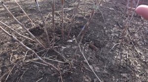 Малина Ремонтантная малина Обрезать или не обрезать Сельская Жизнь