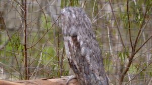 Tawny Frogmouth: Master of Camouflage