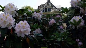 Beautiful flowers  Rhododendrons ~   Rododendrons