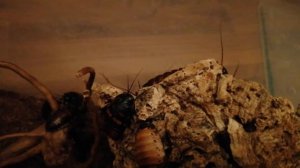 Мадагаскарские тараканы (Gromphadorhina portentosa)