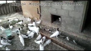 Голуби Николай Жеребцова тел 8(989)1298055 Головастики(Иранцы)Шейки Бакинцы Pigeons