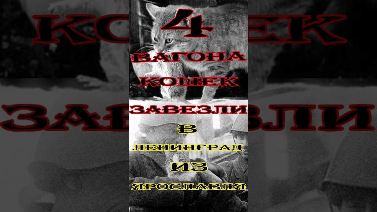 4 вагона кошек завезли в Ленинград из Ярославля смотреть онлайн